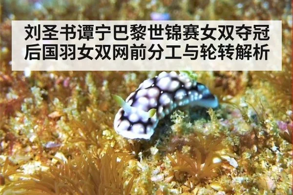 刘圣书谭宁巴黎世锦赛女双夺冠后国羽女双网前分工与轮转解析